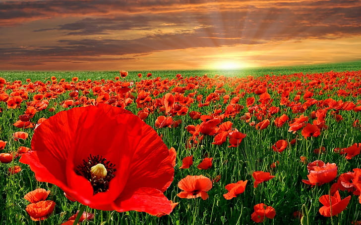Campos de flores rojas HD fondos de pantalla descarga gratuita |  Wallpaperbetter