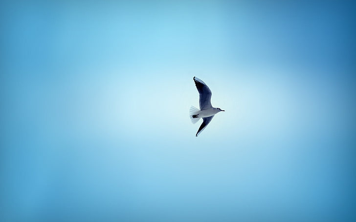 white and black bird, BACKGROUND, The SKY, WINGS, FLIGHT, BIRD, BLUE, HD wallpaper