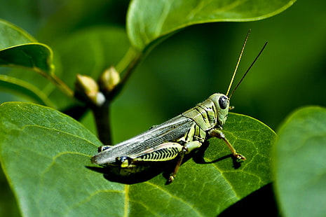grasshopper, insect, HD wallpaper HD wallpaper