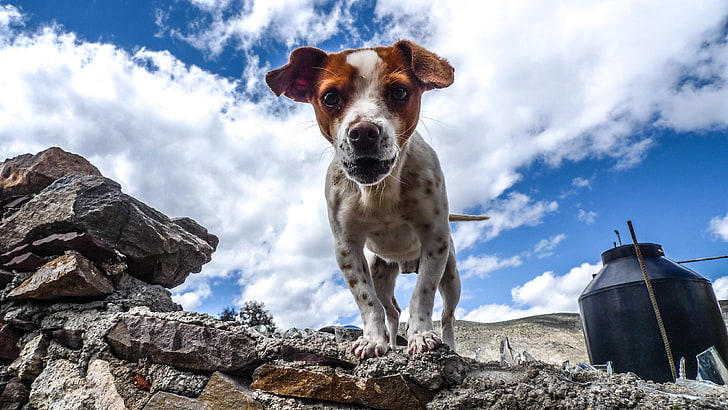 puppy, dog, spotted, stones, HD wallpaper