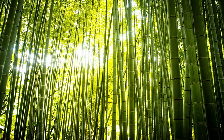 Earth, Bamboo, Forest, Green, Zen, HD wallpaper
