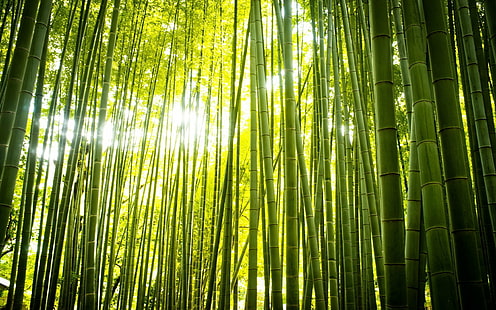 Bumi, Bambu, Hutan, Hijau, Zen, Wallpaper HD HD wallpaper