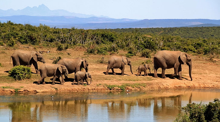 africa, african, animals, bushland, elephants, forest, herd, lake, landscape, lichtspiel, national park, nature, nature reserve, reflections, safari, scenic, shrubs, south africa, water hole mirror, watering hole, w, HD wallpaper
