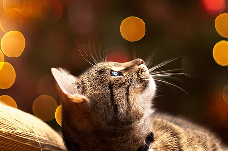 gato atigrado marrón, gato atigrado marrón y negro acostado en la cama, gato, animales, mirando hacia arriba, bokeh, Fondo de pantalla HD HD wallpaper