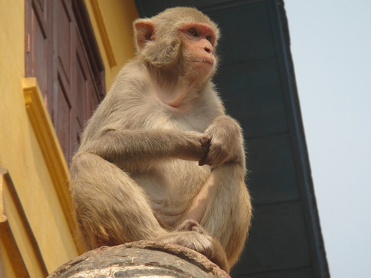 brown monkey, monkey, sitting, view from below, HD wallpaper