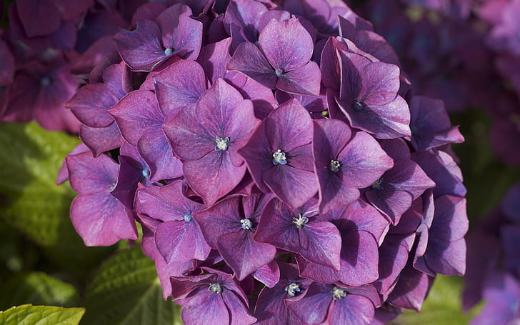 Purple hydrangea, inflorescence, flowers, Purple, Hydrangea, Inflorescence, Flowers, HD wallpaper