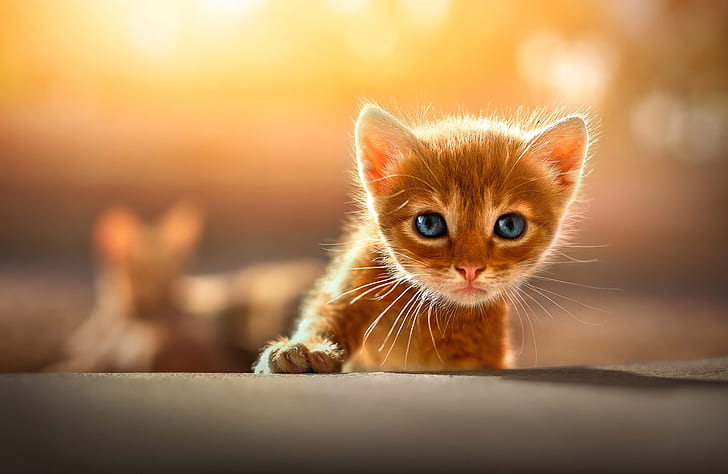 cat, look, light, yellow, pose, kitty, background, paw, baby, red, face, bokeh, blue-eyed, Boo, HD wallpaper