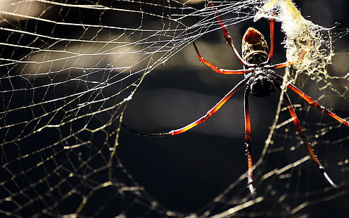 매크로, 동물, 거미, 거미줄, HD 배경 화면 HD wallpaper