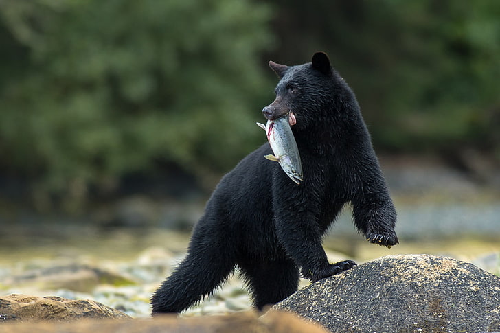 หินปลาหมีจับบาริบาลหมีดำ, วอลล์เปเปอร์ HD