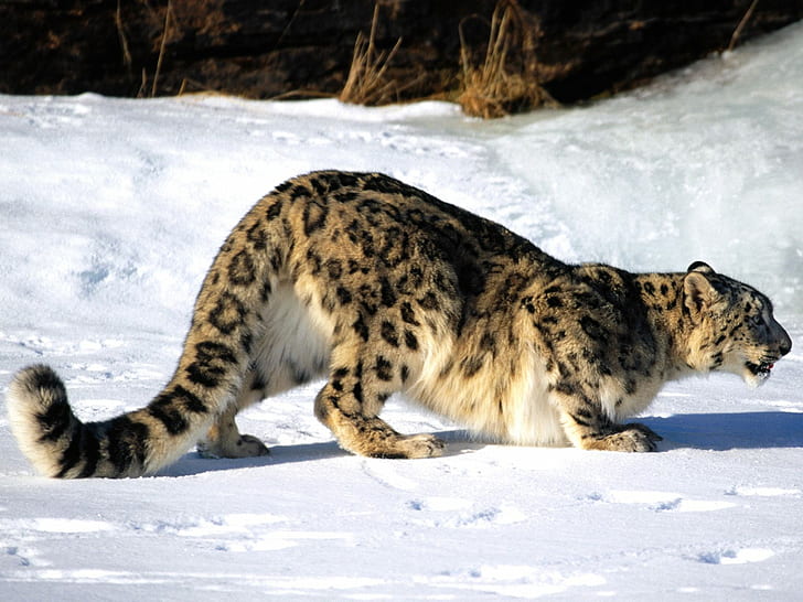 Leopard Snow HD, animais, neve, leopardo, HD papel de parede