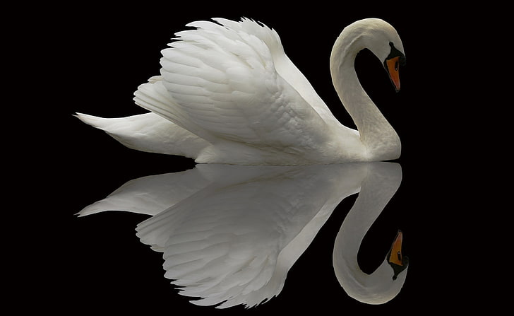 White Swan Reflection HD Wallpaper, white swan illustration, Animals, Birds, White, Swan, Reflection, HD tapet