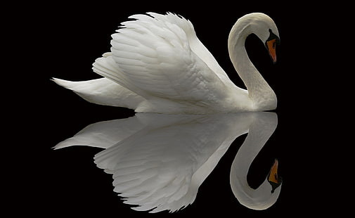 White Swan Reflection HD Wallpaper, white swan illustration, Animals, Birds, White, Swan, Reflection, Fond d'écran HD HD wallpaper