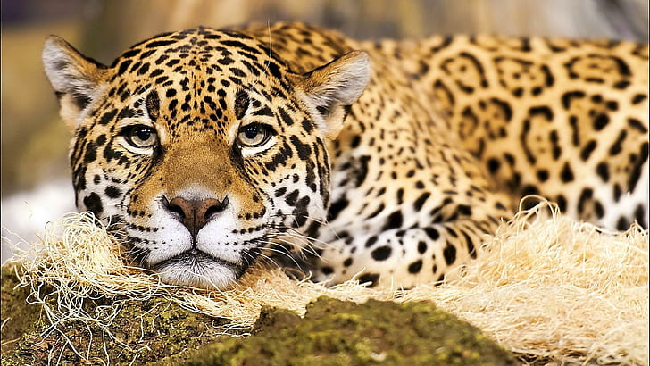 Jaguar-Großkatze, einfacher Leopard, gefährdet, Natur, wild, schön, Jaguar, Großkatze, Tiere, HD-Hintergrundbild
