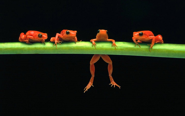 frog, amphibian, animals, HD wallpaper