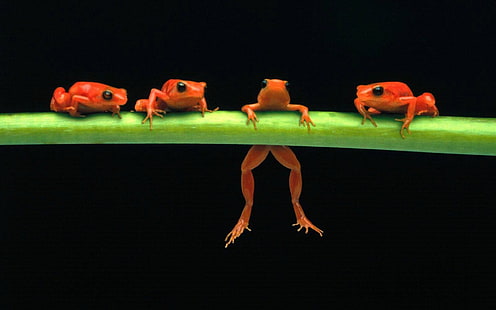 개구리, 양서류, 동물, HD 배경 화면 HD wallpaper