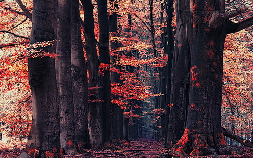 árvores de folhas alaranjadas, árvores de folhas alaranjadas, natureza, paisagem, floresta, outono, caminho, vermelho, folhas, árvores, HD papel de parede HD wallpaper