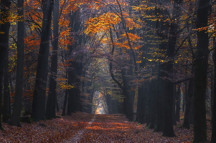 landscape, nature, photography, path, forest, fall, leaves, sunlight, trees, HD wallpaper