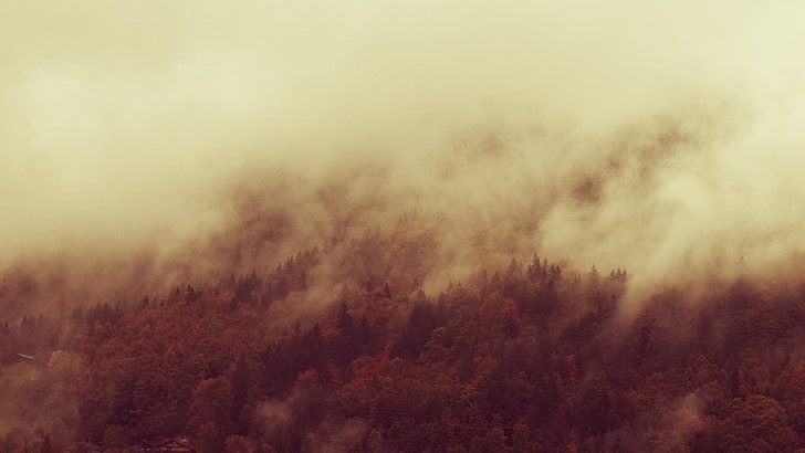 кафява и бяла козина килим, мъгла, гора, природа, пейзаж, HD тапет