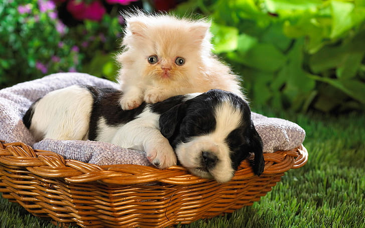 Cute Puppy And Kitten Wallpaper Hd, HD wallpaper