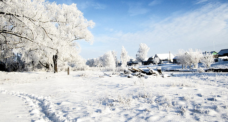 белый лист дерева, зима, снег, россия, деревья, облака, HD обои