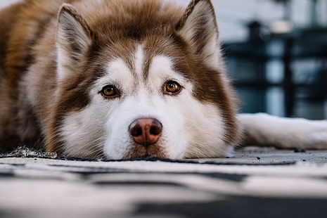 Dogs, Husky, Animal, Close-Up, Dog, Siberian Husky, HD wallpaper HD wallpaper