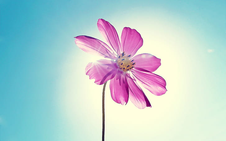 Purpurrote magentarote Blume, Blume, Purpur, Magenta, HD-Hintergrundbild