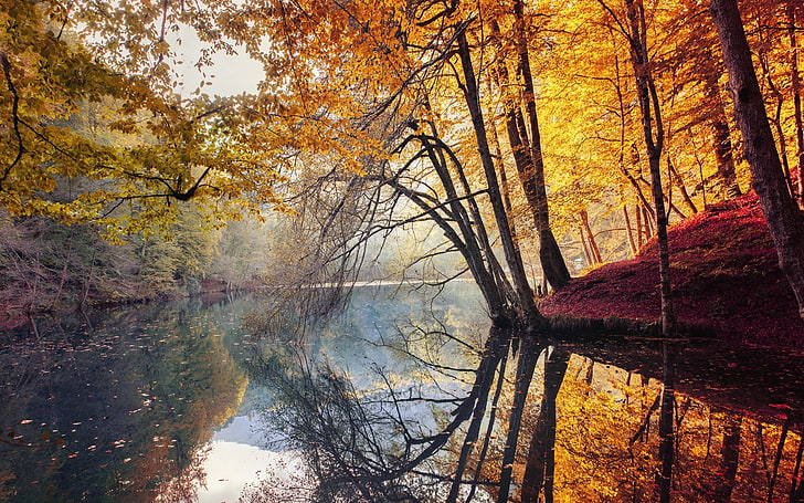 árvores altas, natureza, paisagem, outono, árvores, amarelo, vermelho, folhas, névoa, rio, água, reflexão, turquia, colorido, floresta, HD papel de parede