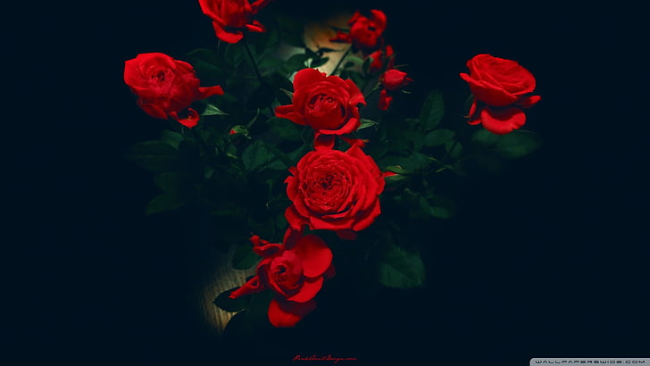 rosas rojas, flores, rosa, fondo simple, plantas, flores rojas, Fondo de pantalla HD