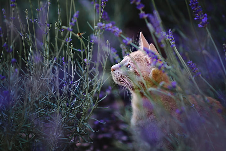 katt, sommar, blick, ansikte, blommor, natur, glänta, röd, profil, lavendel, HD tapet