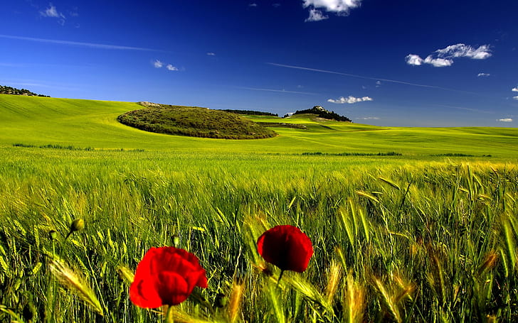 مناظر طبيعية خلابة ، أرض خضراء ، عالم أخضر ، سماء زرقاء ، كونتريسايد، خلفية HD