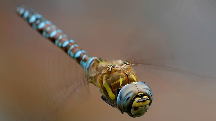 braune und blaue Libelle, Libellen, Insekt, Makro, HD-Hintergrundbild
