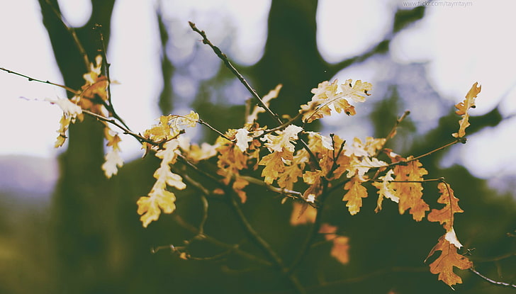 weiße und gelbe Blüten, Winter, Schnee, Herbst, Blumen, Blätter, Wald, HD-Hintergrundbild