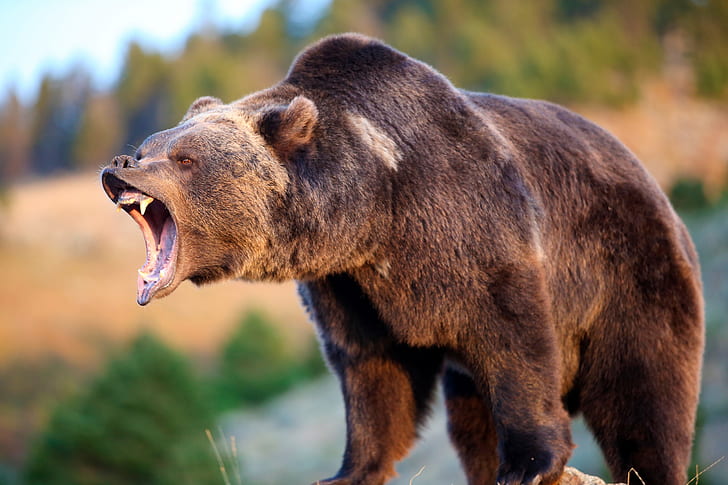 satwa liar, hewan, beruang, beruang Grizzly, beruang Grizzly, Wallpaper HD