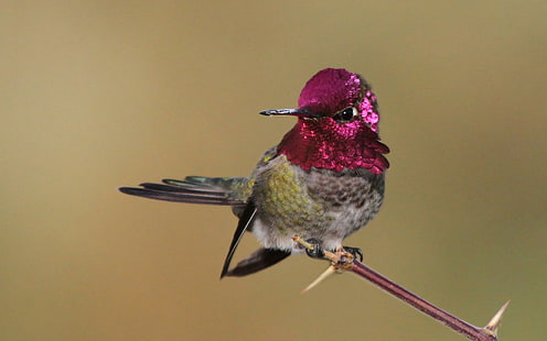 Pássaro beija-flor ramo penas rosa imagem Download, pássaros, pássaro, filial, baixar, penas, beija-flor, imagem, rosa, HD papel de parede HD wallpaper