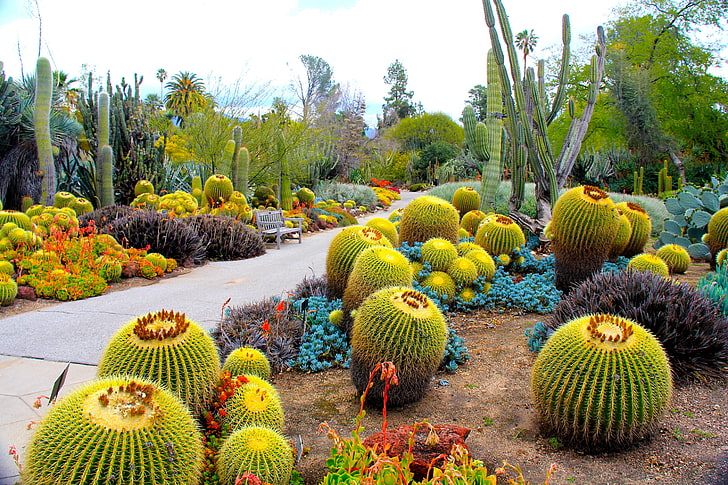 зелен барел кактус, ботаническа градина, Сан Марино, Калифорния, САЩ, градина, кактус, HD тапет
