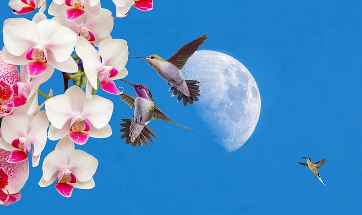 beija flor, cu azul, flores, lua, orqudeas, Wallpaper HD
