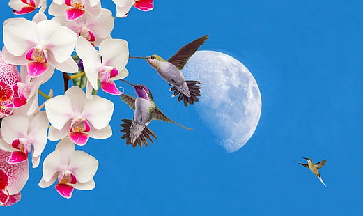 beija flor, cu azul, flores, lua, orqudeas, HD tapet HD wallpaper