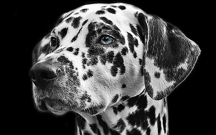 animal, pet, dog, fur, stains, dog head, dalmatian, black and white, black and white, pet, dog, fur, stains, dog head, dalmatian, HD wallpaper