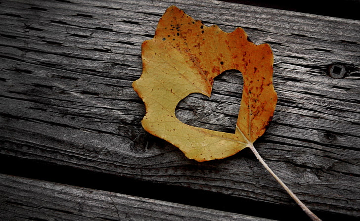 Heart Leaf Autumn, orange maple leaf, Love, Autumn, Heart, Leaf, HD wallpaper