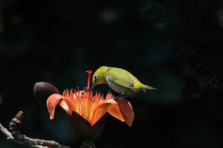 สัตว์ธรรมชาตินกพืชดอกไม้, วอลล์เปเปอร์ HD