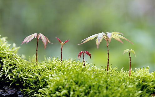 Pequenas Plantas, plantas, vida, pequenas, natureza, природа и пейзажи, HD тапет HD wallpaper