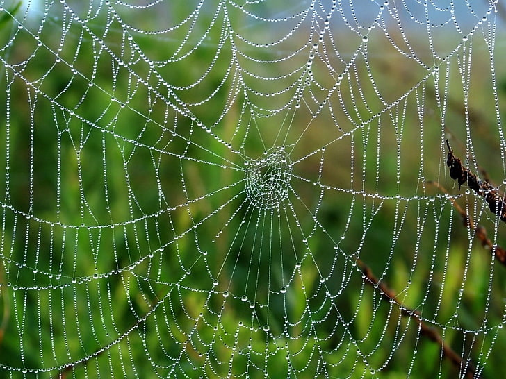 spider web, cobweb, drops, wet, grass, HD wallpaper