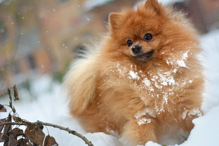 brown Pomeranian puppy, winter, autumn, white, leaves, snow, in the snow, the game, dog, branch, hairy, red, the snow, plays, stick, redhead, shaggy, Spitz, the dry leaves, Aport, it's snowing, fun, the orange, snowdrift, dry branch, German small Spitz snow, HD wallpaper