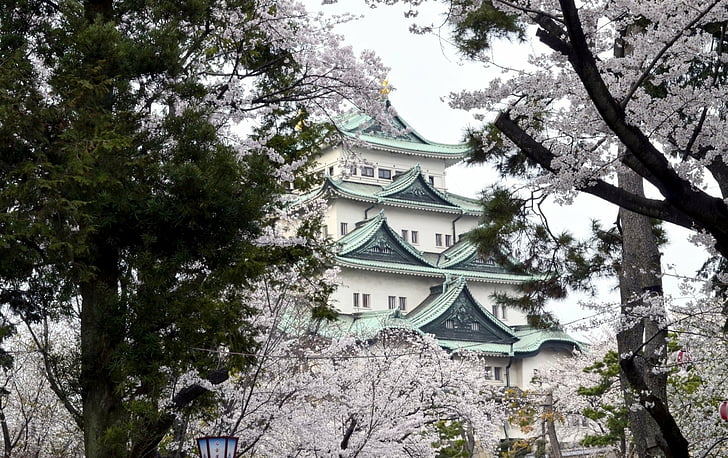 Замки, замок Осака, Япония, цветение сакуры, весна, HD обои