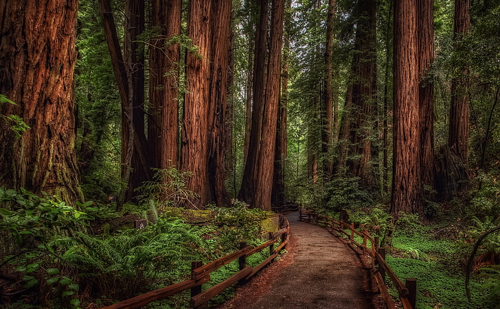 Cathedral Grove Rainforest, green leafed tree, Nature, Forests, Trees, Wood, Redwood, muir, muir woods, HD wallpaper