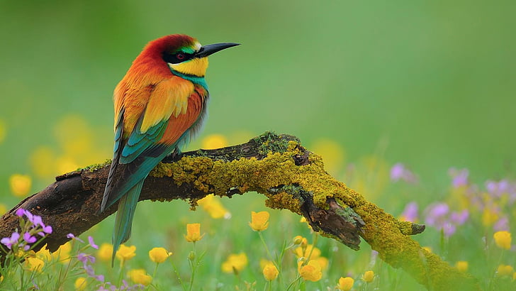 bird, colorful, branch, field, blurry, HD wallpaper