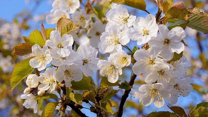 豪華な桜、木、花、サクランボ、自然、花、花、自然、風景、 HDデスクトップの壁紙