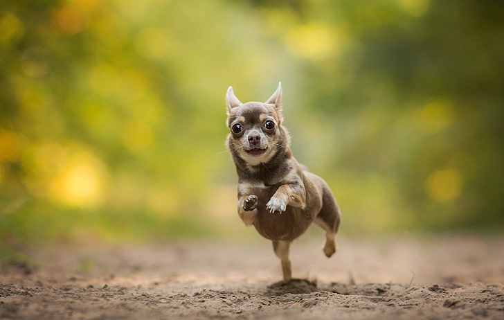 fotografi dangkal fokus Chihuahua hitam dan coklat berjalan di tanah, anjing, hewan, Wallpaper HD