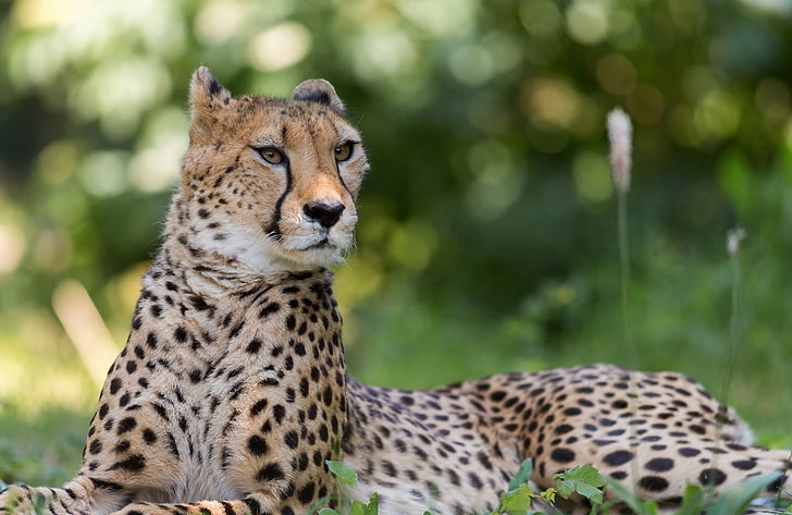 Cheetah Looks, adult leopard, Animals, Other, animal, cheetah, HD wallpaper