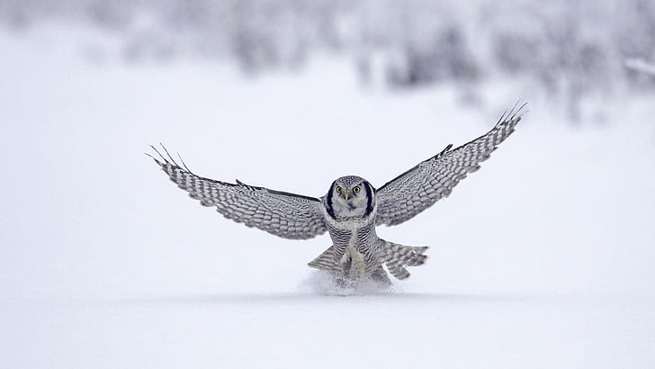 Owl on snow, Owl, Snow, HD wallpaper